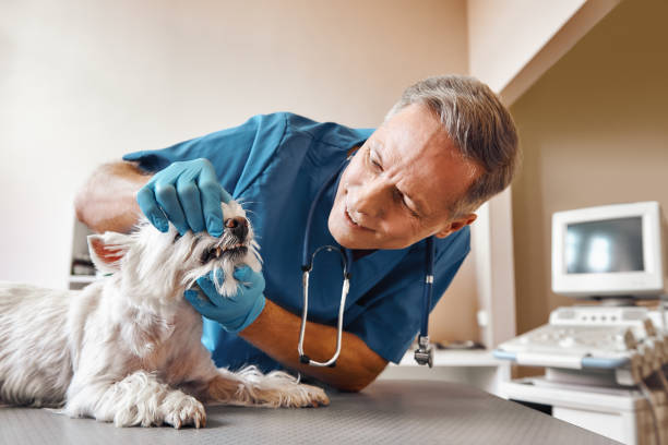 Best Knocked-Out Tooth (Avulsed Tooth) Treatment in Prospect, OH